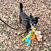 Thumbnail photo of Duke #3