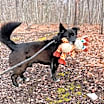 Thumbnail photo of Duke #4