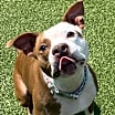 Thumbnail photo of Baby Mickey (in foster) #1