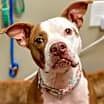 Thumbnail photo of Baby Mickey (in foster) #2