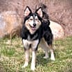 Thumbnail photo of Loki #2