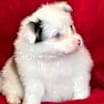 Thumbnail photo of Echo #1