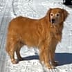 Thumbnail photo of Denali #1