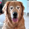 Thumbnail photo of Denali #2