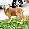 Thumbnail photo of Denali #3