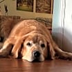 Thumbnail photo of Denali #4