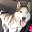 Thumbnail photo of Lennox #1