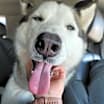 Thumbnail photo of Lennox #2