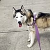 Thumbnail photo of Lennox #3