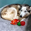 Thumbnail photo of Lennox #4