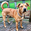 Thumbnail photo of Scooby #2