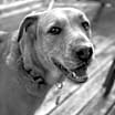 Thumbnail photo of Lola #2