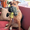 Thumbnail photo of Lola #4