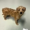 Thumbnail photo of Dempsey #1