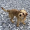 Thumbnail photo of Dempsey #2