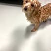 Thumbnail photo of Dempsey #3