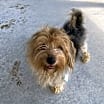 Thumbnail photo of Biscuit #1