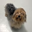 Thumbnail photo of Biscuit #2