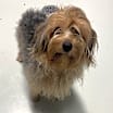 Thumbnail photo of Biscuit #3