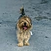 Thumbnail photo of Biscuit #4