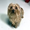 Thumbnail photo of Nanuck #1