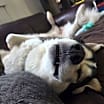 Thumbnail photo of Oso #4