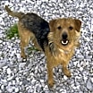 Thumbnail photo of Charlie #1