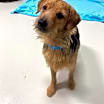 Thumbnail photo of Charlie #2
