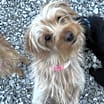 Thumbnail photo of Poppy #1