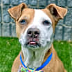 Thumbnail photo of Brownie #1
