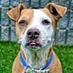 Thumbnail photo of Brownie #2