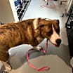 Thumbnail photo of Dora #3