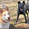 Thumbnail photo of Harper #4