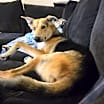 Thumbnail photo of Teddy #1