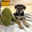 Thumbnail photo of Teddy #2