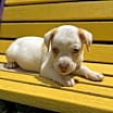 Thumbnail photo of Bronco #3