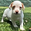 Thumbnail photo of Bronco #4