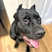 Thumbnail photo of Ares #1