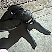 Thumbnail photo of Ares #2