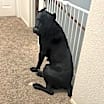 Thumbnail photo of Ares #3