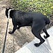 Thumbnail photo of Ares #4