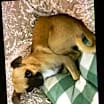 Thumbnail photo of Louie #1