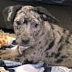 Thumbnail photo of Astrah #3