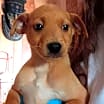 Thumbnail photo of Cheddar - ADOPTION IN PROCESS #1