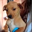 Thumbnail photo of Cheddar - ADOPTION IN PROCESS #2