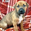Thumbnail photo of KIWI #2