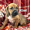 Thumbnail photo of KIWI #3