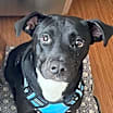 Thumbnail photo of Toby #2