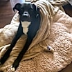 Thumbnail photo of Toby #3
