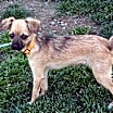 Thumbnail photo of Bambi #1